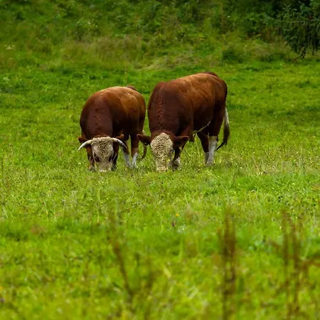 Zuberka Apartament Zuberzec